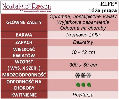 Elfe róże pnące